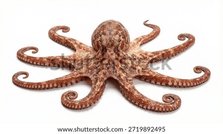 A large octopus with tentacles spread isolated on a white background