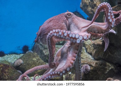 Large octopus under water color photo