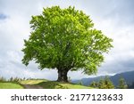 Large old beech tree with lush green leaves in Carpathian mountains in summer time. Landscape photography
