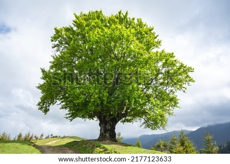 Large old beech tree with lush green leaves in Carpathian mountains in summer time. Landscape photography