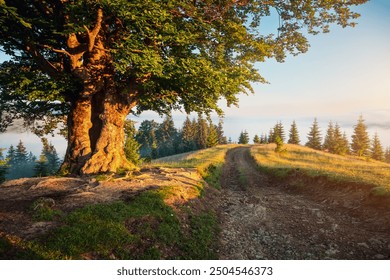 A large and old beech tree on a green lawn with lush greenery illuminated by soft morning light. Location place Carpathian mountains, Ukraine, Europe. Photo wallpaper. Discovery the beauty of earth.