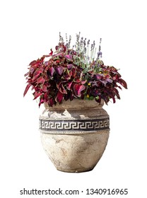 Large old ceramic vase with different flowers, vintage style. Big pot with red coleus plant shrub and purple lavender. Greek amphora with growing floral bouquet isolated on white background