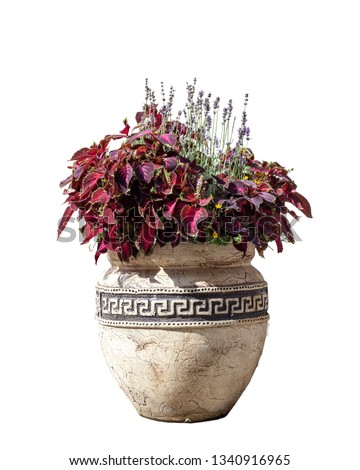 Large old ceramic vase with different flowers, vintage style. Big pot with red coleus plant shrub and purple lavender. Greek amphora with growing floral bouquet isolated on white background
