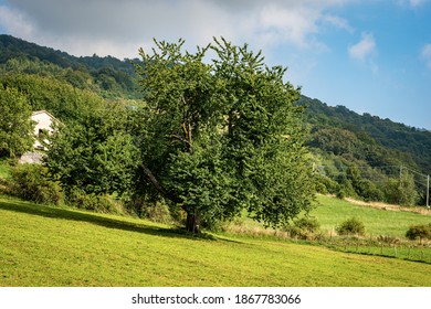 Large and old cherry tree in mountain at summer, Italian Alps, Monte Baldo, Veneto, Verona province, Italy, Europe.