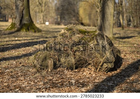 Large Old Fallen Tree Stump in Forest Park. Large old tree stump lying on its side among dry leaves in a quiet forest park. Natural woodland scene with textured bark, sunlight, and rustic atmosphere, ideal for nature and environmental concepts.