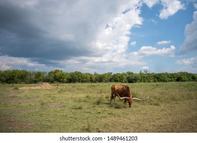 Large Old Long Horn Eating Grass In Large Open Farm Land With Storm Clouds Aproaching