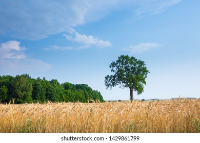 The large old oak tree alone grows lonely in the wheat field.  Calm and tranquility of rural life. Good summer weather. Time to harvest.