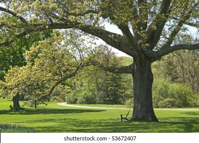 A large old oak tree, part of the beautiful landscape at The Bayard Cutting Arboretum located on Long Island in Great Meadow, NY.