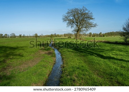 A large, old oak tree stands in a green pasture in the Wesermarsch on a sunny spring day—the pasture is bisected by a small ditch