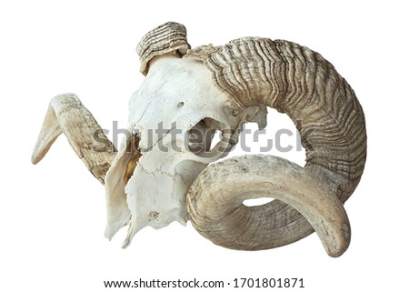 large old ram skull over white background