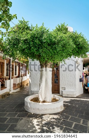 Large old sycamore tree with painted thick trunk grows near traditional white building and cafe under blue sky on Lindos street