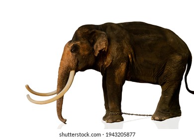 Large Old Thai Elephant Isolated On White Background