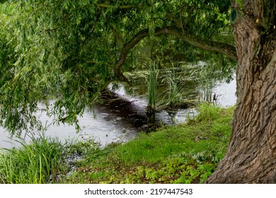 A Large Old Tree Hangs Or Tilts Branches Above The Water, The River. Tranquility And Tranquility