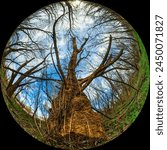 A large old tree with a thick trunk in the forest. Ultra Wide Angle round shot taken through a circular fisheye lens in fulldome photo format. 180 degree fish-eye