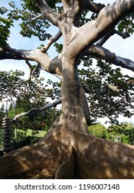 Large old unusual tree in the botanical garden in Santo Domingo, Dominican Republic