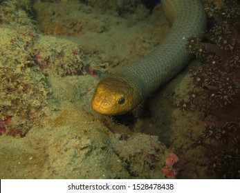 Large Olive Sea Snake Underwater Diving 