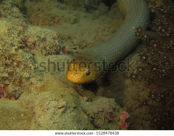 Large Olive Sea Snake\
Underwater Diving 