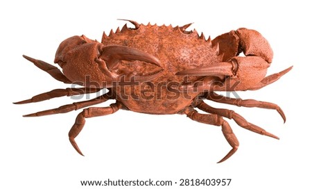 Large orange brown crab with sharp claws and textured shell