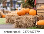 Large orange Halloween pumpkins are stacked on straw bales. Sale of the autumn pumpkin harvest at the seasonal farmer
