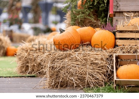Large orange Halloween pumpkins are stacked on straw bales. Sale of the autumn pumpkin harvest at the seasonal farmer's market.