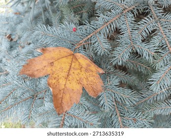Large orange maple leaf resting against a green conifer branch, capturing a striking contrast between warm autumn colors and evergreen freshness