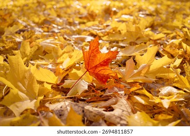 A large orange maple leaf rests on yellow fallen autumn leaves in a park. Autumn mood. A carpet of fallen autumn leaves