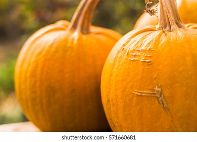 Large orange pumpkin
 - Shutterstock ID 571660681