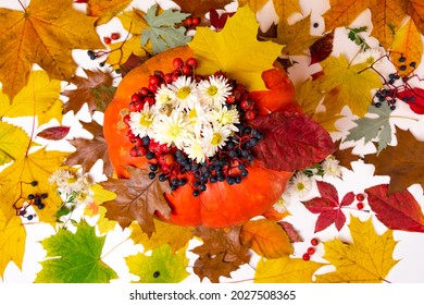 Large orange pumpkin decorated with white chrysanthemum flowers, red rowan berries, blue wild grapes, surrounded by autumn yellow, red and brown maple and oak leaves. Autumn background. Fall concept