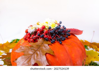 Large orange pumpkin decorated with white chrysanthemum flowers, red rowan berries, blue wild grapes, surrounded by autumn yellow, red and brown maple and oak leaves. White background. Fall concept