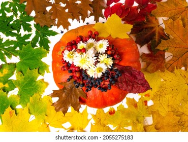 Large orange pumpkin decorated with white chrysanthemum flowers, red rowan berries, blue wild grapes, surrounded by autumn yellow, red, green, brown maple and oak leaves. Autumn background. Fall.