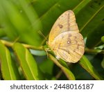 Large orange sulphur butterfly on a plant 