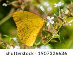 A Large Orange Sulphur feeding from a wildflower at the National Butterfly Center.