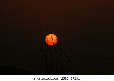A large orange sun setting behind the silhouette of a bare tree with a bird perched on a branch.