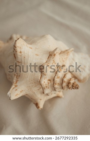 A large, orange and white conch seashell with a ribbed texture, shot in a studio with alight textile background. This single marine object symbolizes the natural beauty of the ocean. Aesthetic photo.