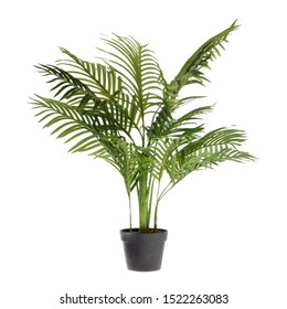 Large ornamental plant in a pot.  Exotic plants for the interior. - Shutterstock ID 1522263083