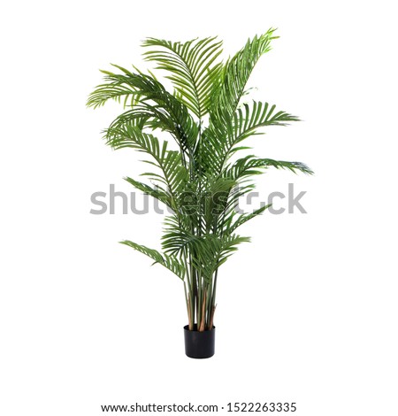 Large ornamental plant in a pot.  Exotic plants for the interior.