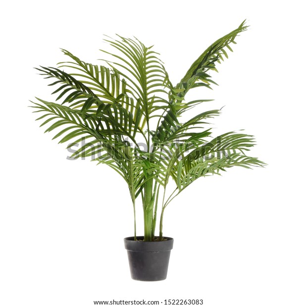 Large Ornamental Plant Pot Exotic Plants Stock Photo Edit Now 1522263083