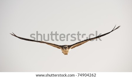 Similar – Awesome bird of prey in flight