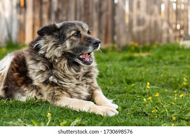 Guard Dog And Wood Fence Imagenes Fotos De Stock Y Vectores Shutterstock