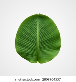 Large, oval green leaf with parallel veins on white background