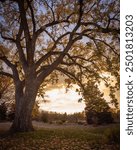 A large overarching cottonwood tree in the fall time during sunset with leaves all over the ground