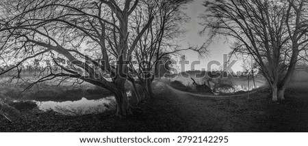 Large overhanging tree reflected in a calm stream surrounded by misty wetlands near Moerfelden Walldorf Germany.