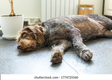 A Large Overweight Hunting Drahthaar Dog Lies On The Floor Of The House