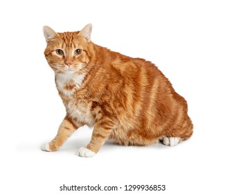 Large Overweight Orange Tabby Cat Sitting Stock Photo 1299936853 ...