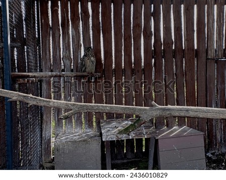 A large owl sits on a branch against the background of a wall made of boards. Beautiful owl in captivity. A big bird in the zoo.