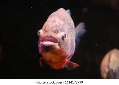 A Large Pacu Fish Underwater