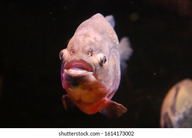 A Large Pacu Fish Underwater