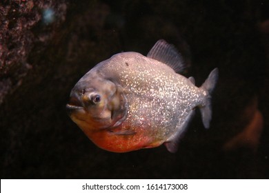 A Large Pacu Fish Underwater