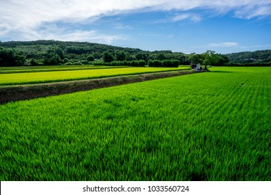 A Large Paddy Field