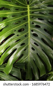 Large Palm Jungle Leaf With Holes In Cancun Mexico